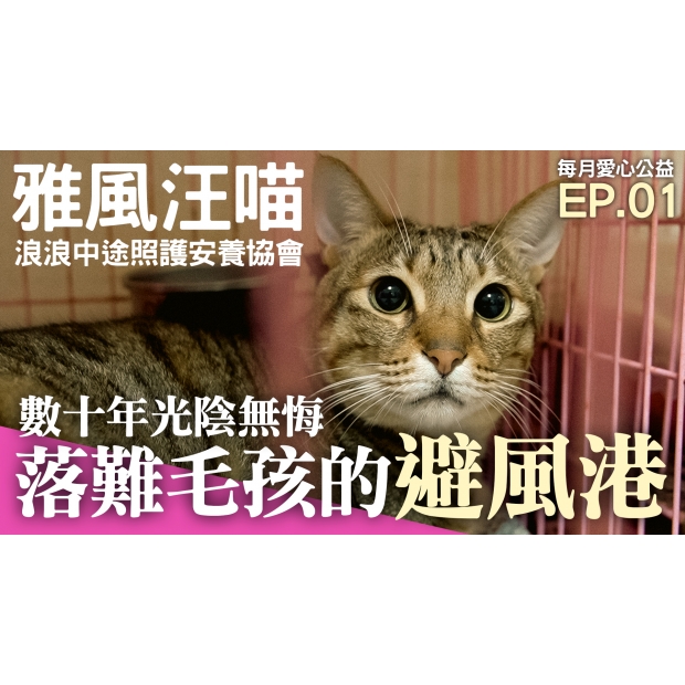 美四季愛心公益毛孩汪喵.jpg